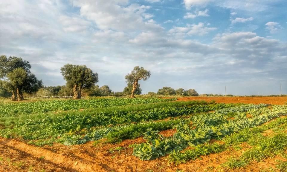 Masseria La Lizza - Ospitalita Rurale Λέτσε Εξωτερικό φωτογραφία